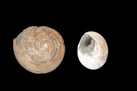 Umbonium mandarinium